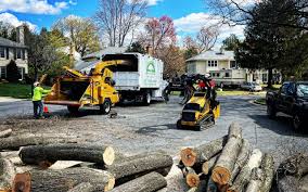 Reliable Seffner, FL Tree Removal Services Solutions