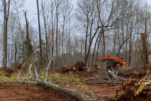 How Our Tree Care Process Works  in  Seffner, FL